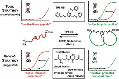 Switching Between Bicyclic and Linear Peptides — The Sulfhydryl-Specific Linker TPSMB Enables Reversible Cyclization of Peptides